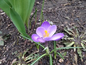 first sign of spring