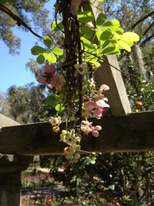 Lovely Mystery Flower