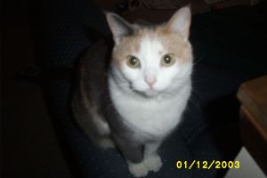 One of our old kitties who is in kitty heaven now